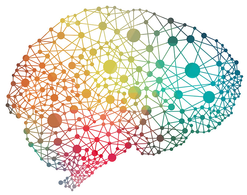 Brain connections